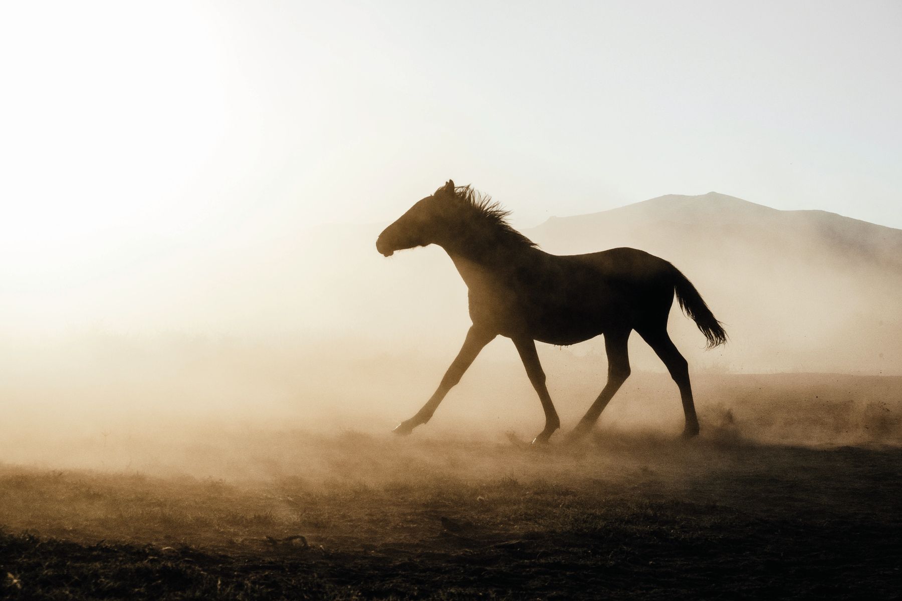 Cheval au galop dans la poussière, à contre-jour